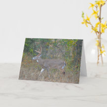 Big Buck Deer no Texas Art Note Card