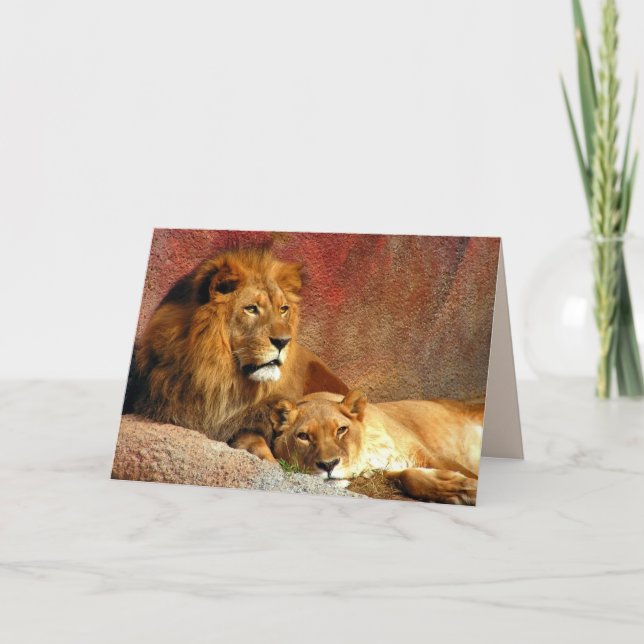 Cartão Big Cats Set - 6 (Frente)