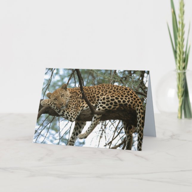 Cartão Big Cats Set - 7 (Frente)