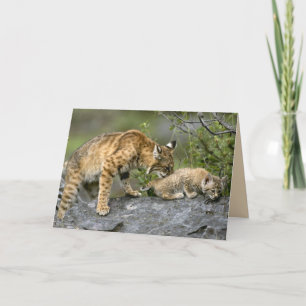 Cartão Big Cats Set - 9