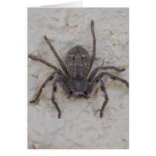 Cartão Big Female Huntsman Spider
