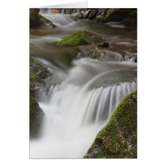 Cartão Big Laurel Branch