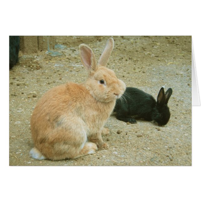 Cartão Big Red Bunny (Frente Horizontal)