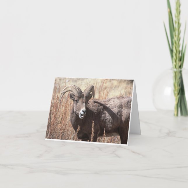 Cartão Bighorn sheep notecards (Frente)