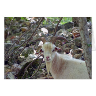 Cartão Billy Goat
