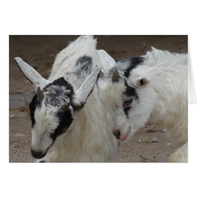 Cartão Billy Play (Frente Horizontal)