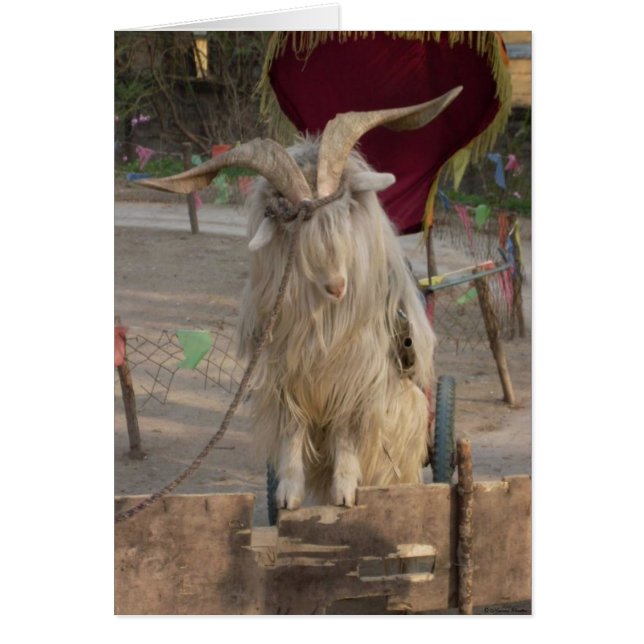 Cartão Billy The Goat Card (Frente)