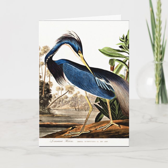 Cartão Bird - Louisiana Heron by John James Audubon (Frente)