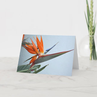 Cartão Bird of Paradise Card