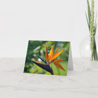 Cartão Bird Of Paradise Note Card