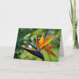 Cartão Bird Of Paradise Note Card