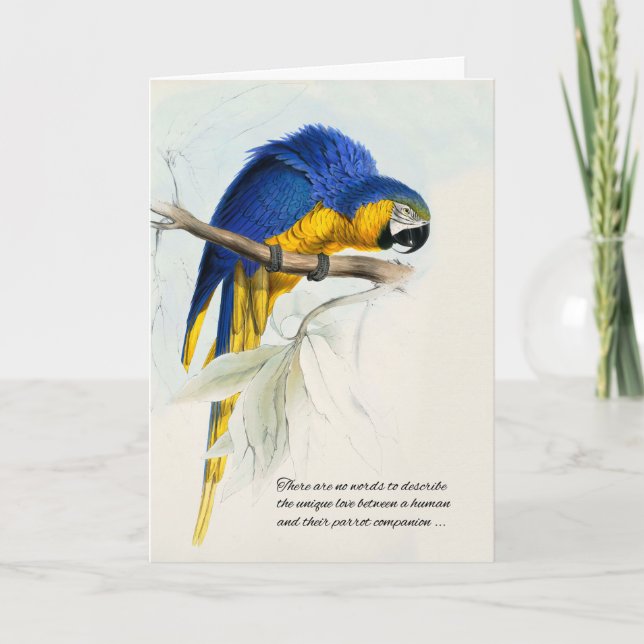 Cartão Bird Pet Sympathy Blue e Dourada Macaw (Frente)