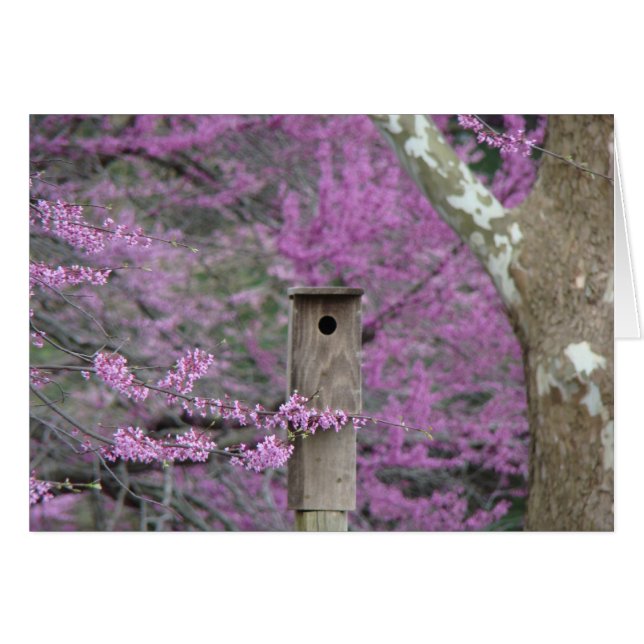 Cartão Birdhouse entre as flores de Redbud (Frente Horizontal)