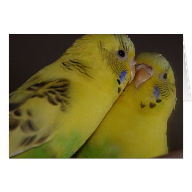 Cartão BirdieBird (Frente Horizontal)