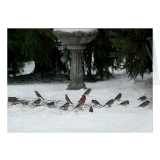 Cartão Birds of a Feather