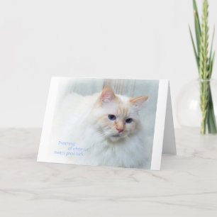Cartão Birman Cat