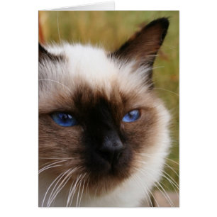 Cartão birman.png
