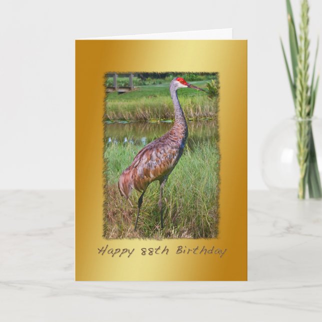 Cartão Birthday, 88th, Sandhill Crane Bird (Frente)