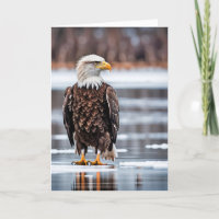 Birthday Bald Eagle Em Gelo