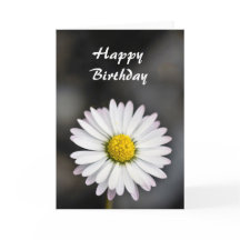 Birthday beautiful white and yellow daisy