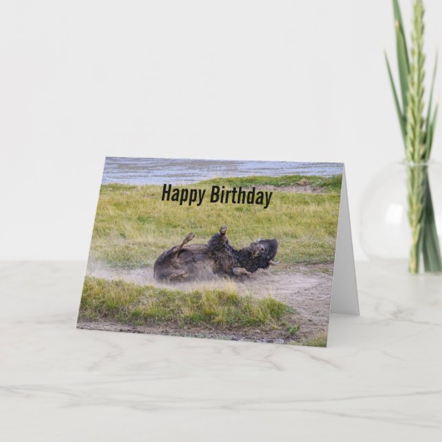 Cartão Birthday Bison Wallowing Yellowstone National Park (Frente)