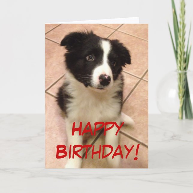 Cartão Birthday Border Collie Puppy Greeting Card (Frente)