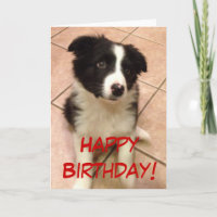 Birthday Border Collie Puppy Greeting Card