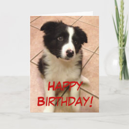 Cartão Birthday Border Collie Puppy Greeting Card