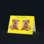 Cartão Birthday Card<br><div class="desc">Norfolk Terriers Twins on Display</div>