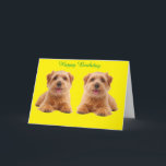 Cartão Birthday Card<br><div class="desc">Norfolk Terriers Twins on Display</div>