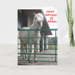 Cartão Birthday card 21 again<br><div class="desc">Seren,  American Bashkir culy x filly.</div>