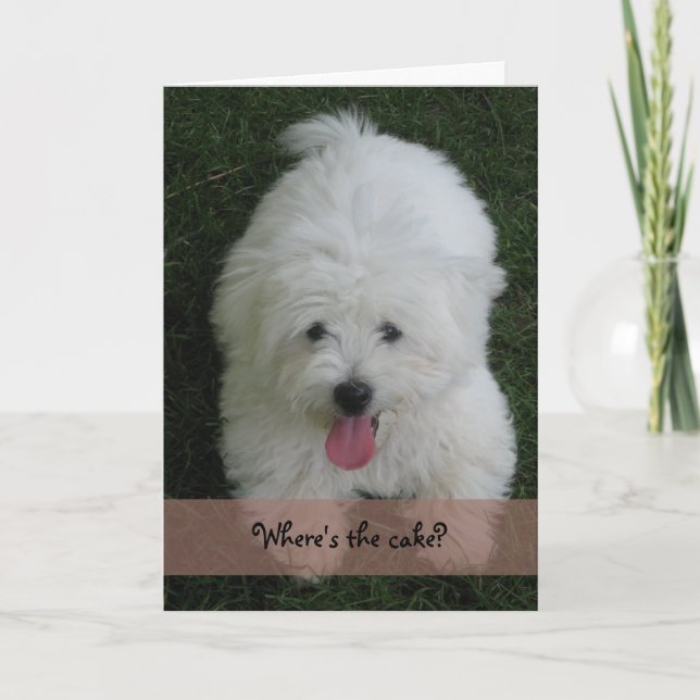 Cartão Birthday Card--Coton Dog (Frente)