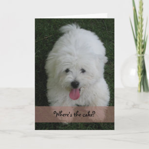 Cartão Birthday Card--Coton Dog