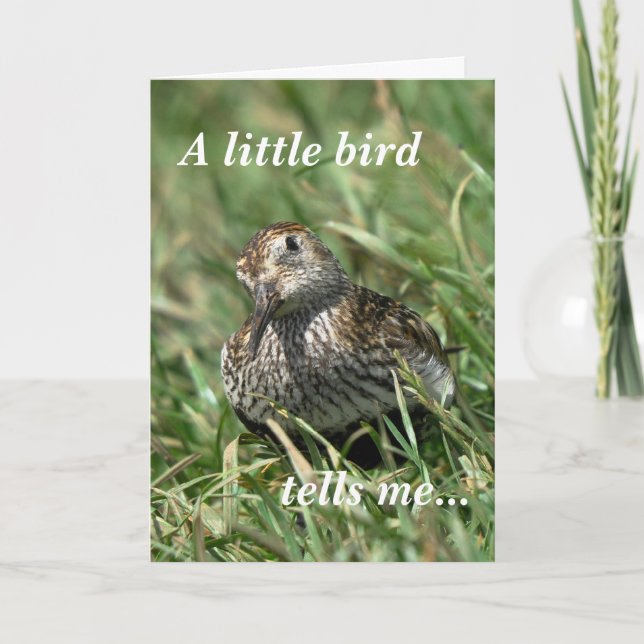 Cartão Birthday Card: Dunlin (Frente)