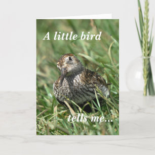 Cartão Birthday Card: Dunlin