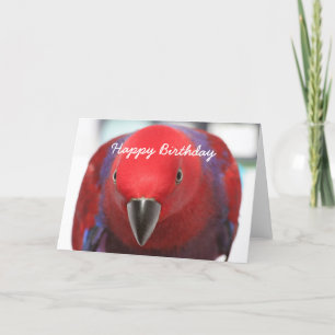 Cartão Birthday card Eclectus parrot