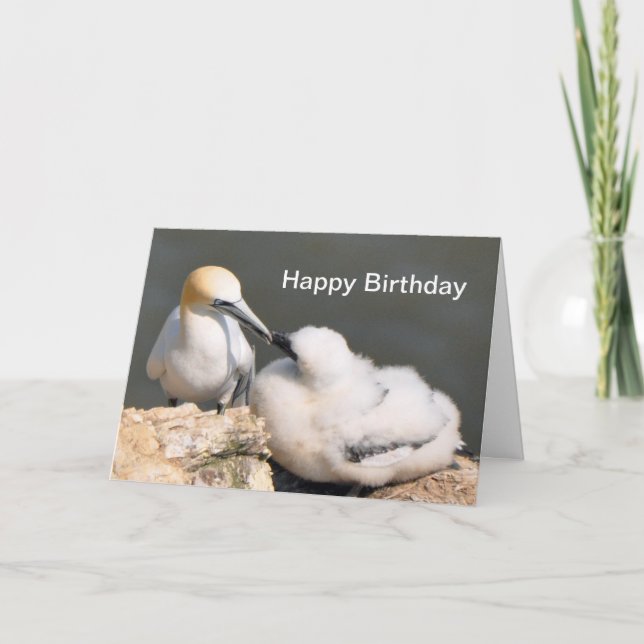 Cartão Birthday Card: Gannet and Chick (Frente)
