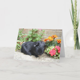 Cartão Birthday Card - Guinea Pig