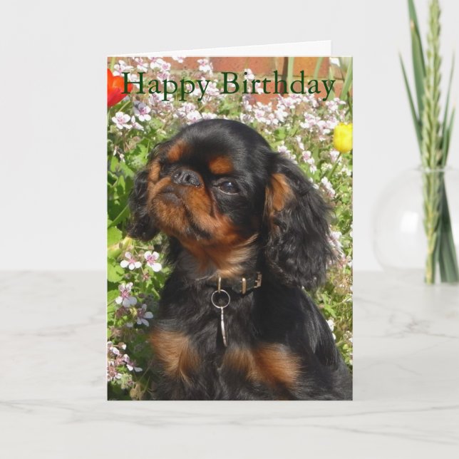 Cartão Birthday card : King charles spaniel / english toy (Frente)
