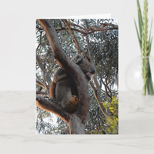 Cartão Birthday Card - Sleeping Koala (Frente)