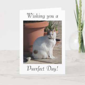 Cartão Birthday Card with Cat design