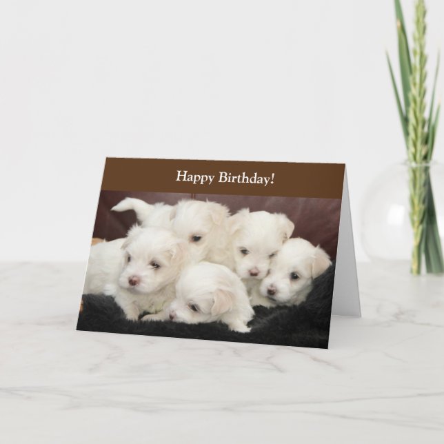 Cartão Birthday card with photography of Maltese Puppies (Frente)