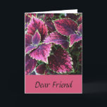 Cartão Birthday for a friend, pretty coleus plant.<br><div class="desc">Pretty,  pink,  coleus leaves,  are featured on this sweet,  birthday greeting for a friend.</div>