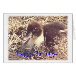 Cartão Birthday Muscovy Ducking
