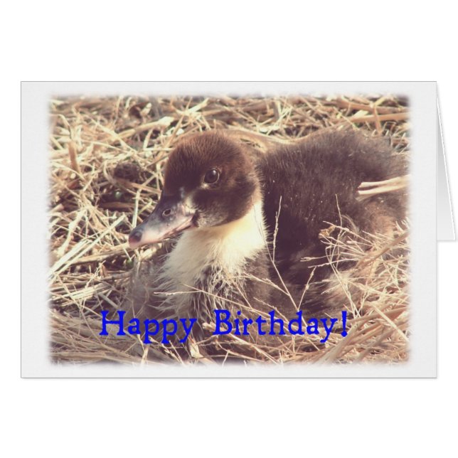 Cartão Birthday Muscovy Ducking (Frente Horizontal)