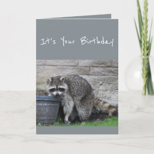 Cartão Birthday Raccoon Balde de Diversão de Humor Card