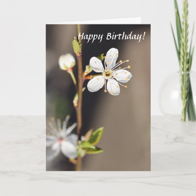 Cartão Birthday White Cherry Blossoms (Frente)