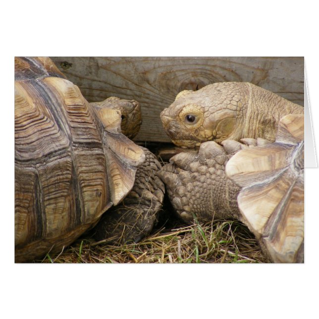 Cartão Bisbolhetices velhas (Frente Horizontal)