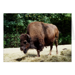 Cartão Bison
