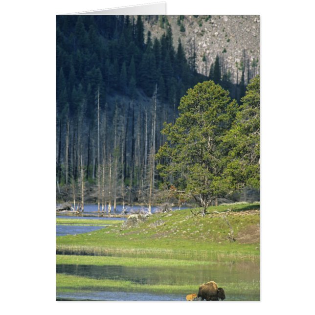 Cartão Bison com vitelo no Parque Nacional de Yellowstone (Frente)